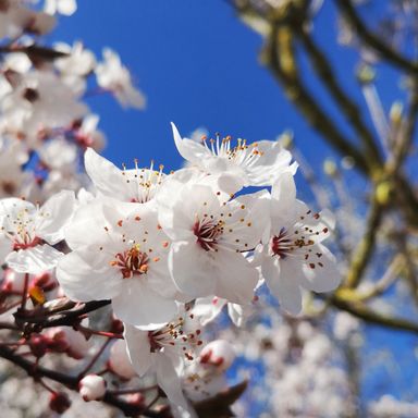 Kirschblüten - A. Gnaß