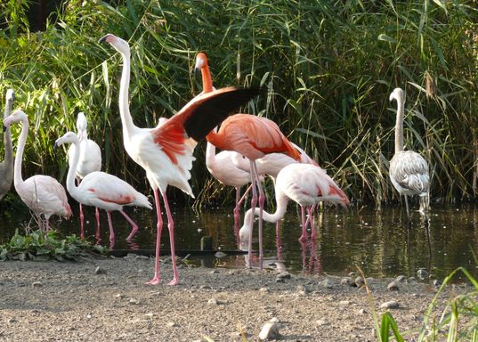 Kh. Neidel  - Flamingos