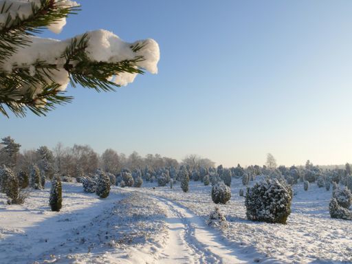 Kh. Neidel - Ellendorfer Heide