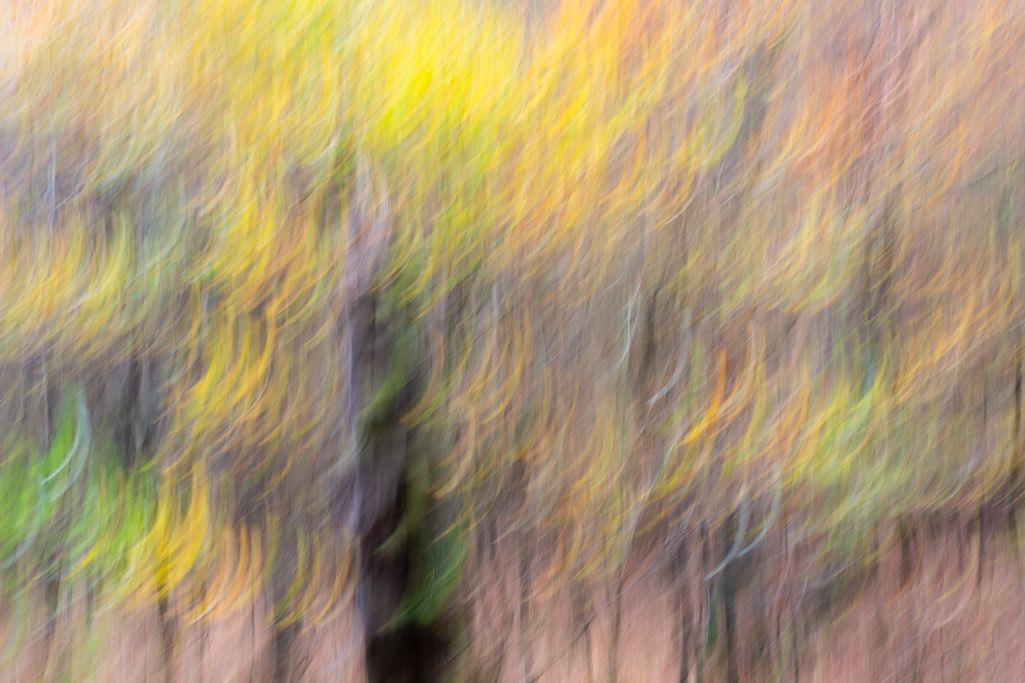 S. Leseberg - Zauberwald