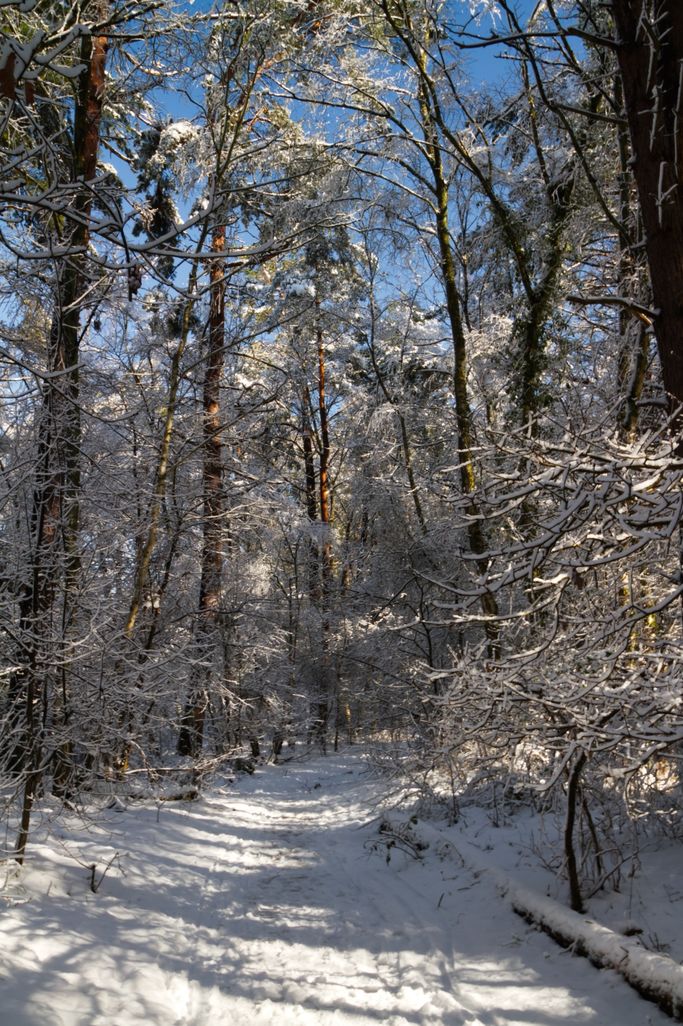 W. Garbe - Winterwald
