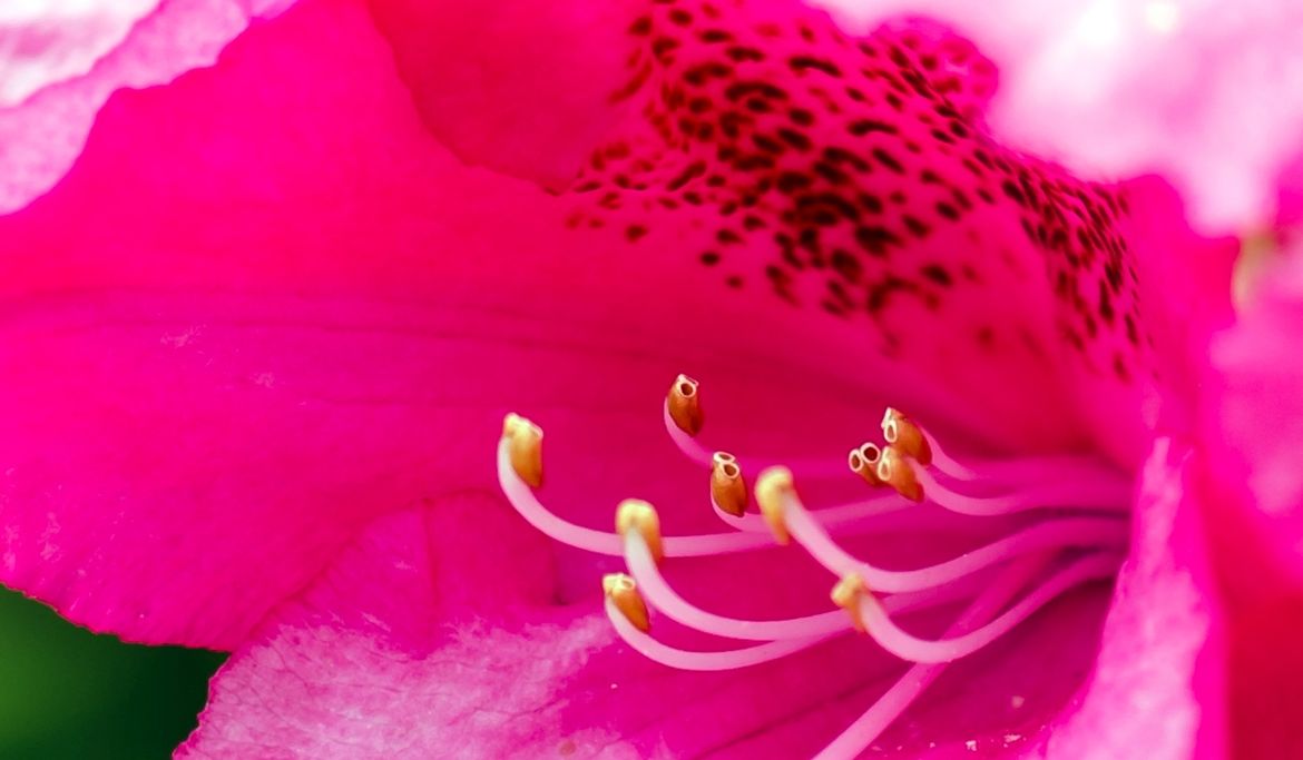 G. Eigelt - Rhododedron