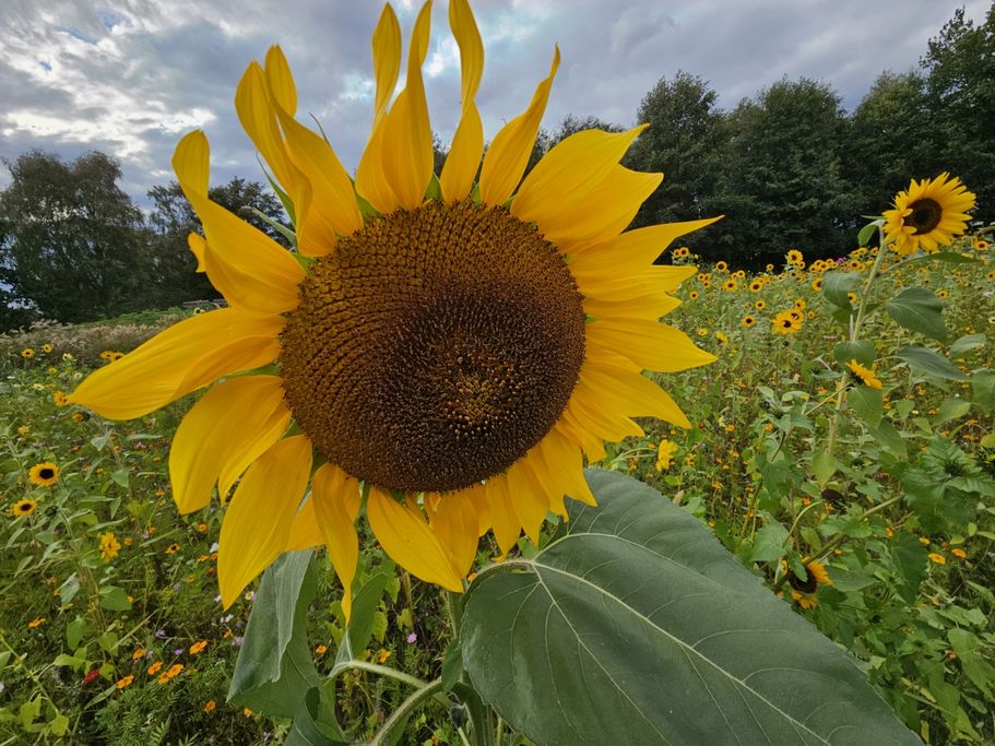 N. Glang - Sonnenblume