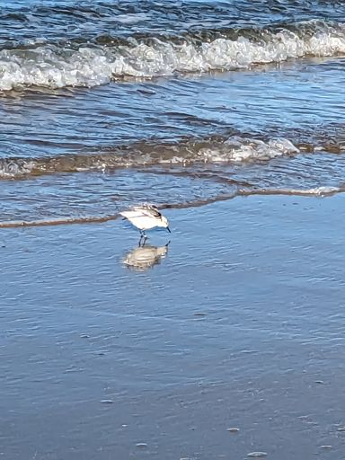 H. Kühl - Strandläufer