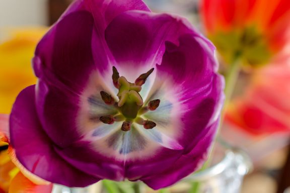 Tulpen-Macro - G. Eigelt