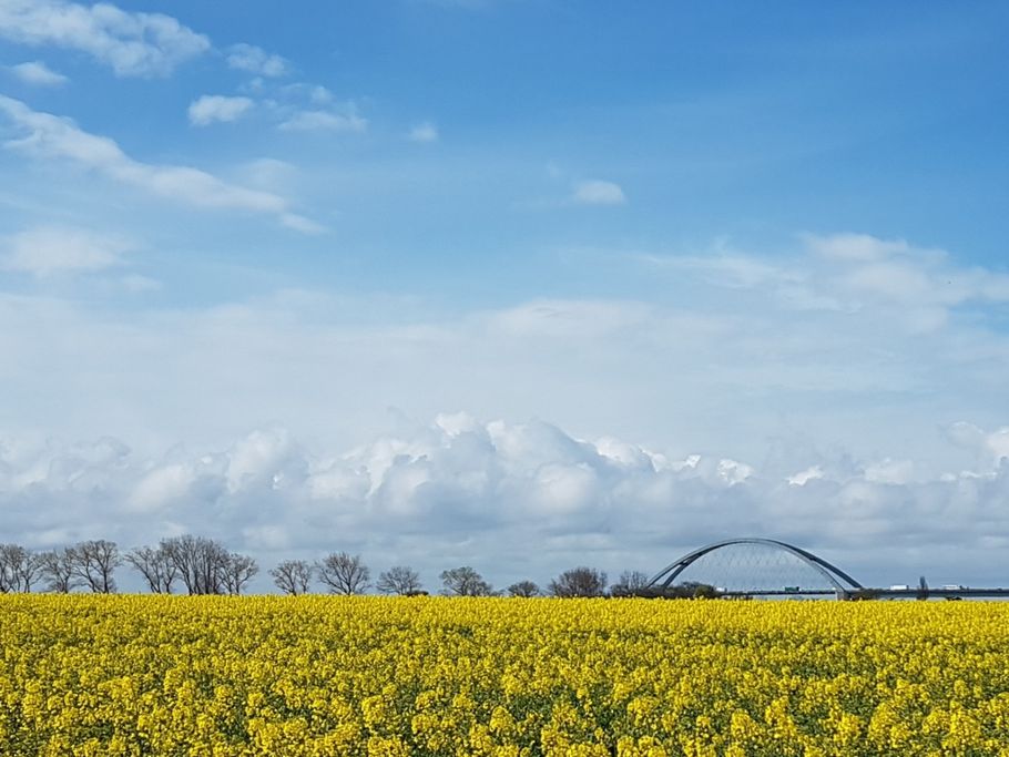 I. Lorenzen - Rapsblüte auf Fehmarn