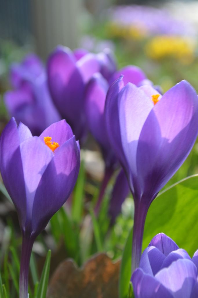 G. Buysen - Krokusse