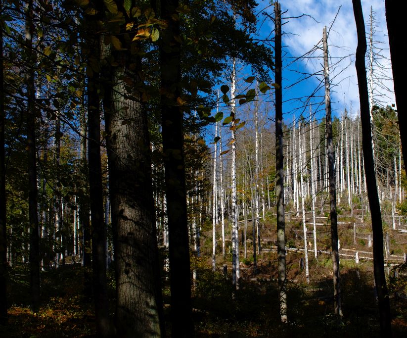 S. Leseberg - kahler Wald