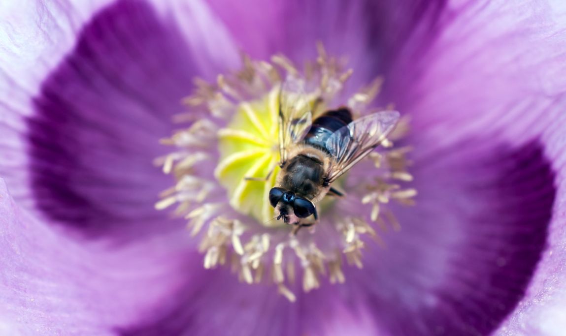G. Eigelt - Fliege auf Blüte