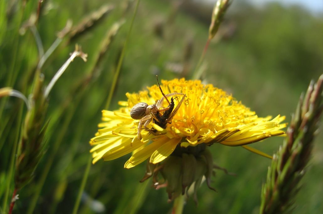 K. Jäger - Krabbenspinne fängt Fliege