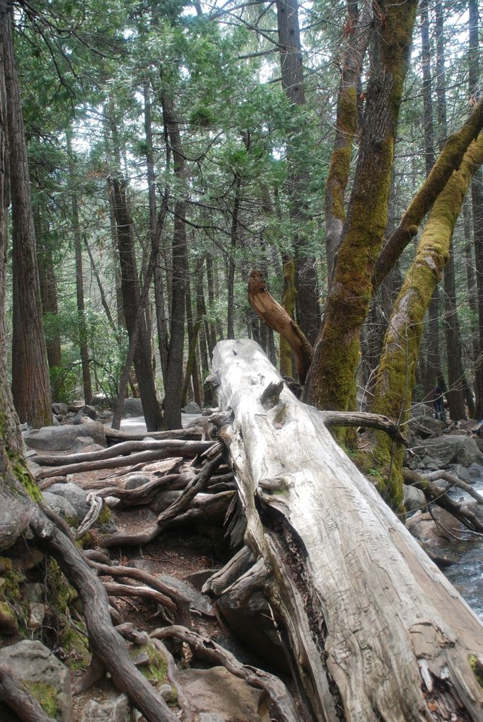 I. Lorenzen - Holzvogel