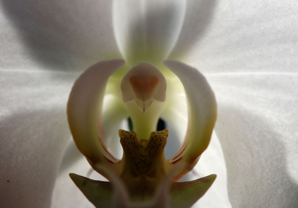 I. Lorenzen - Innenleben der Orchide