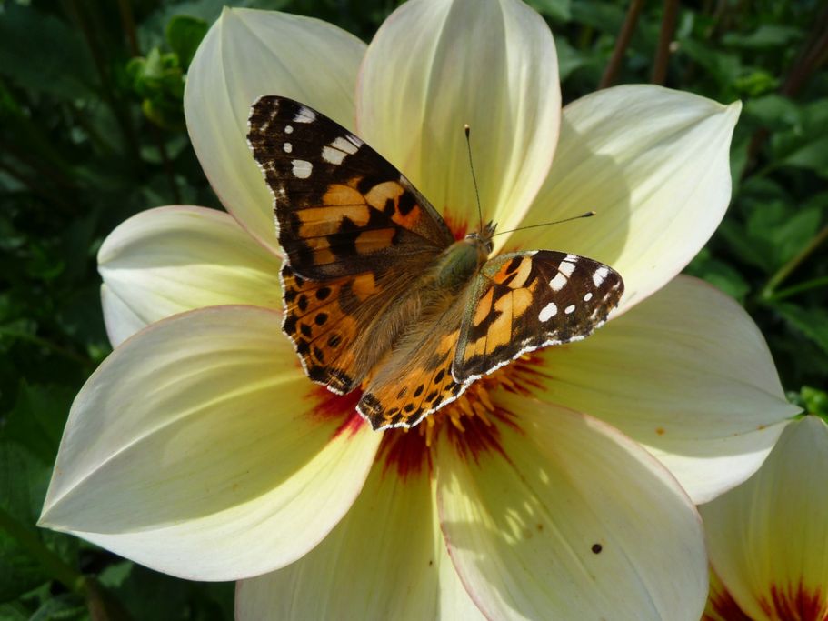 K. Jäger - Diestelfalter auf Dahlienblüte