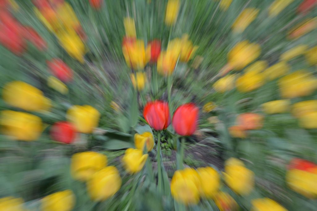 I. Lorenzen - Tulpenexperiment 3