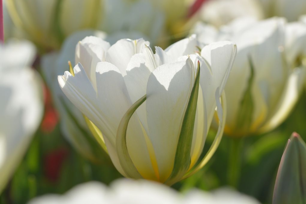 G. Buysen - weiße Tulpen