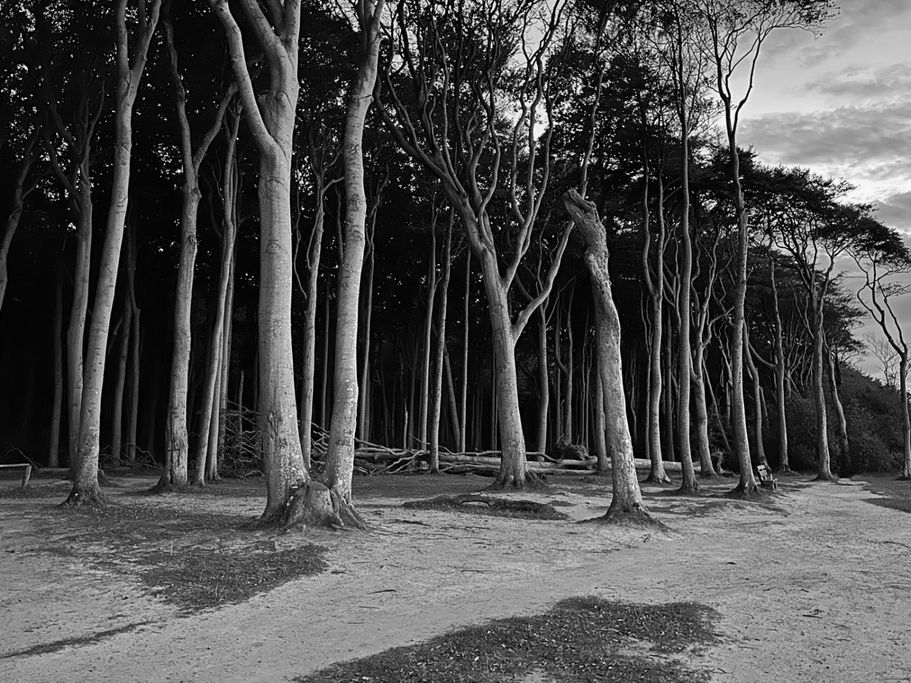 M. Kluge - Gespensterwald