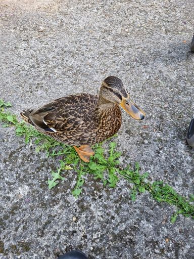 I. Ehlers - einsame Ente