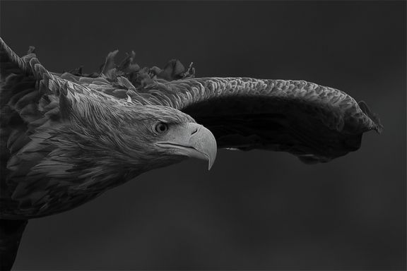 S. Leseberg - Seeadler