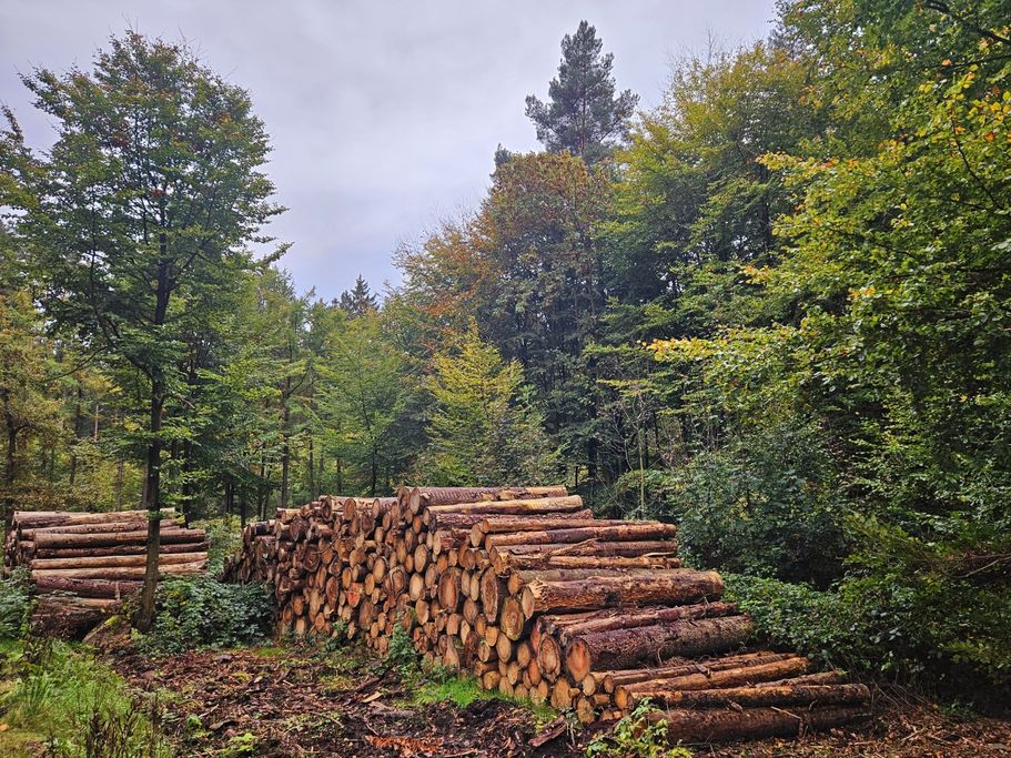 I. Lorenzen - Ich war mal Wald