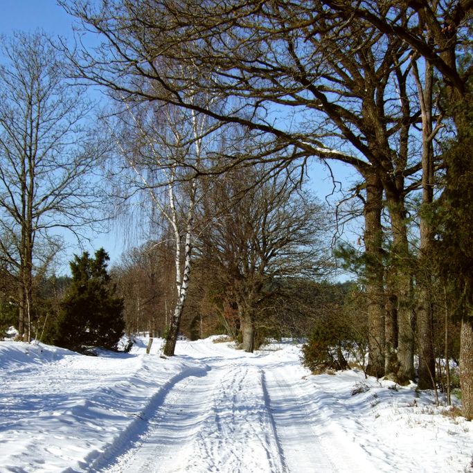 G. Miszewski - Winterwald