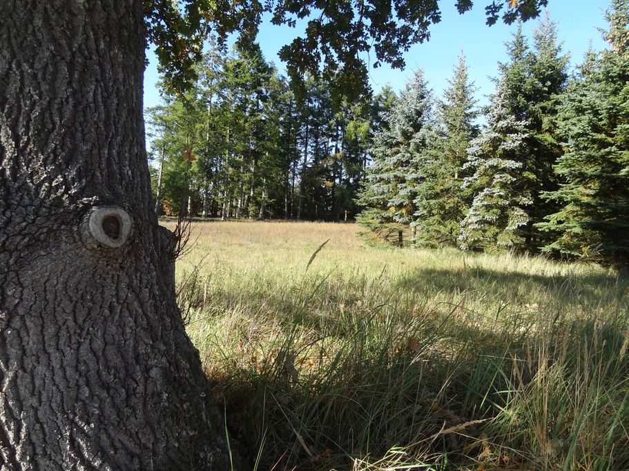 K. Jäger - Waldrand