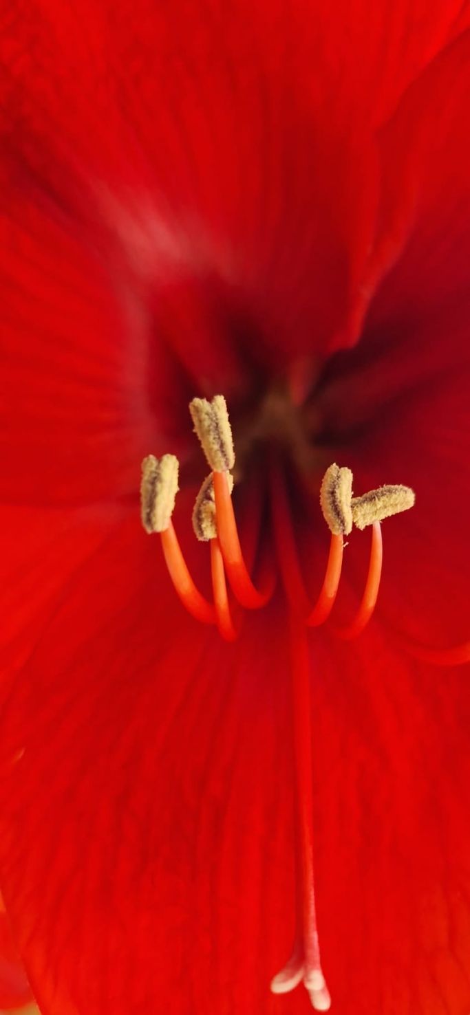 T. Jessen - Amaryllis