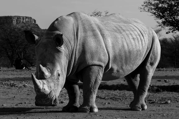 S. Leseberg - Nashorn