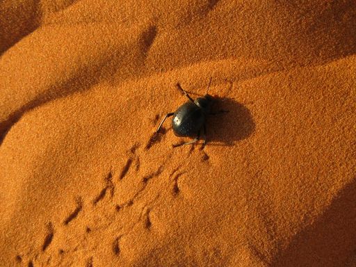 K. Schmidt - Noch 31 Jahre bis Timbuktu