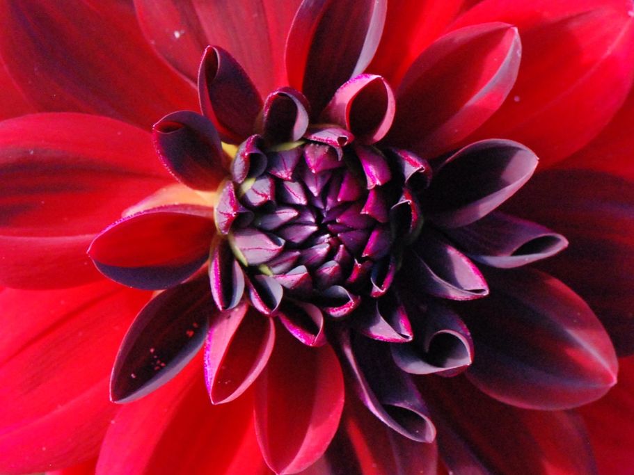 I. Lorenzen - Dahlie