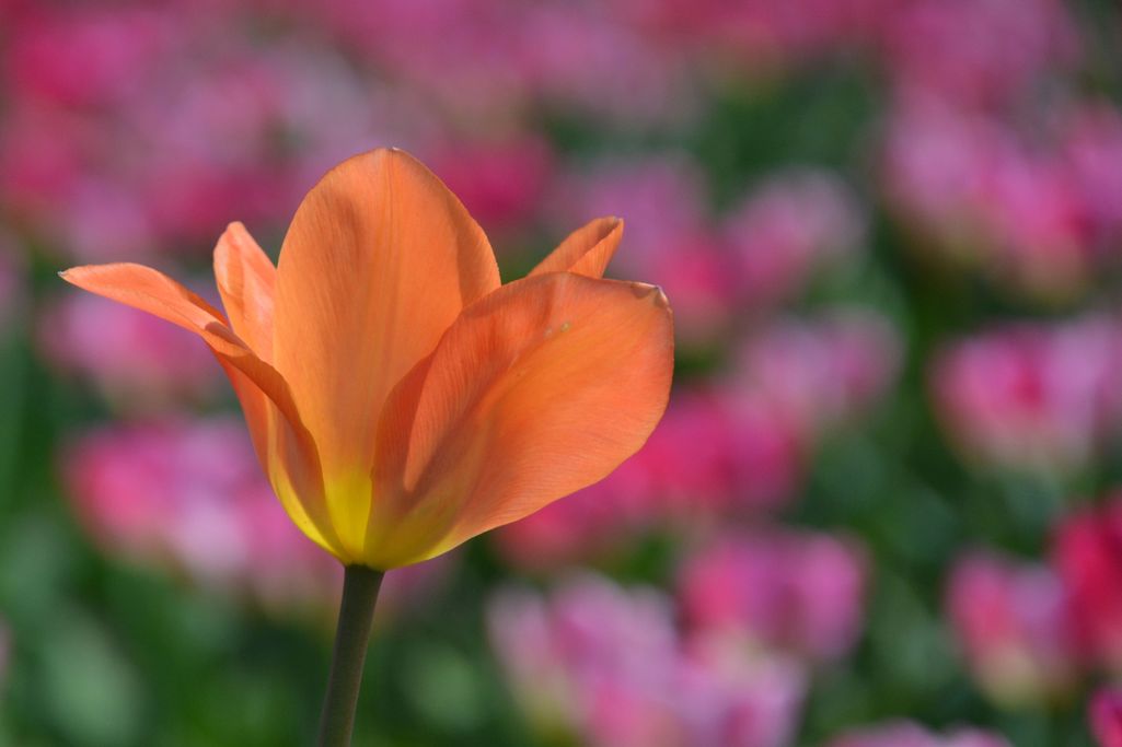 I. Lorenzen einsame Tulpe
