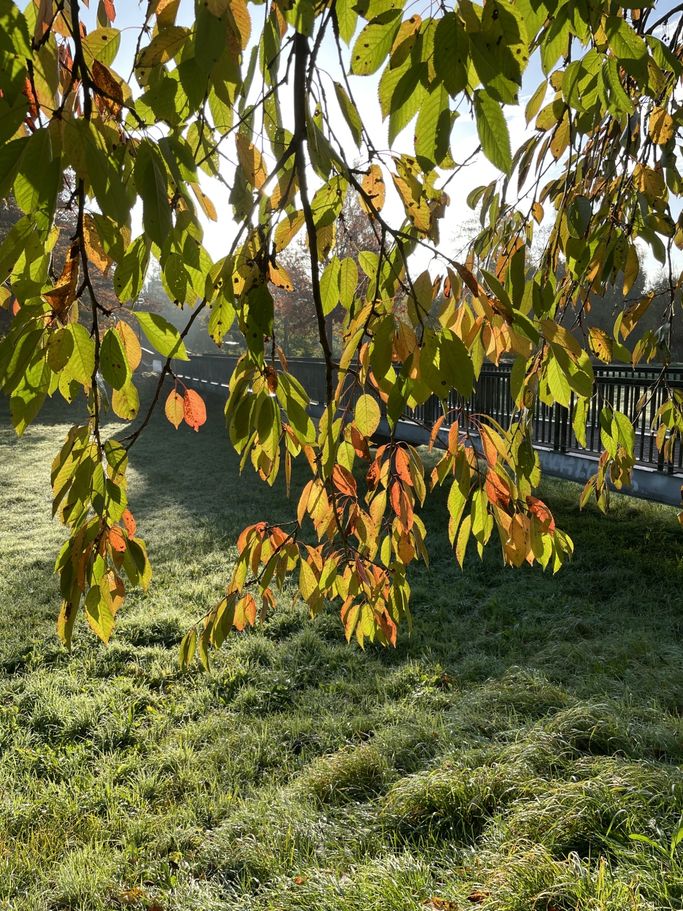 G. Eigelt - Herbstsonne
