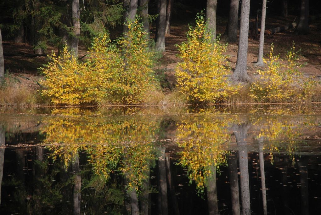 I. Lorenzen - Waldsee