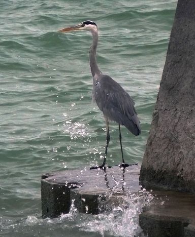 Kh. Neidel - Fischreiher