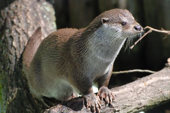 I. Lorenzen - Otter Langeweile