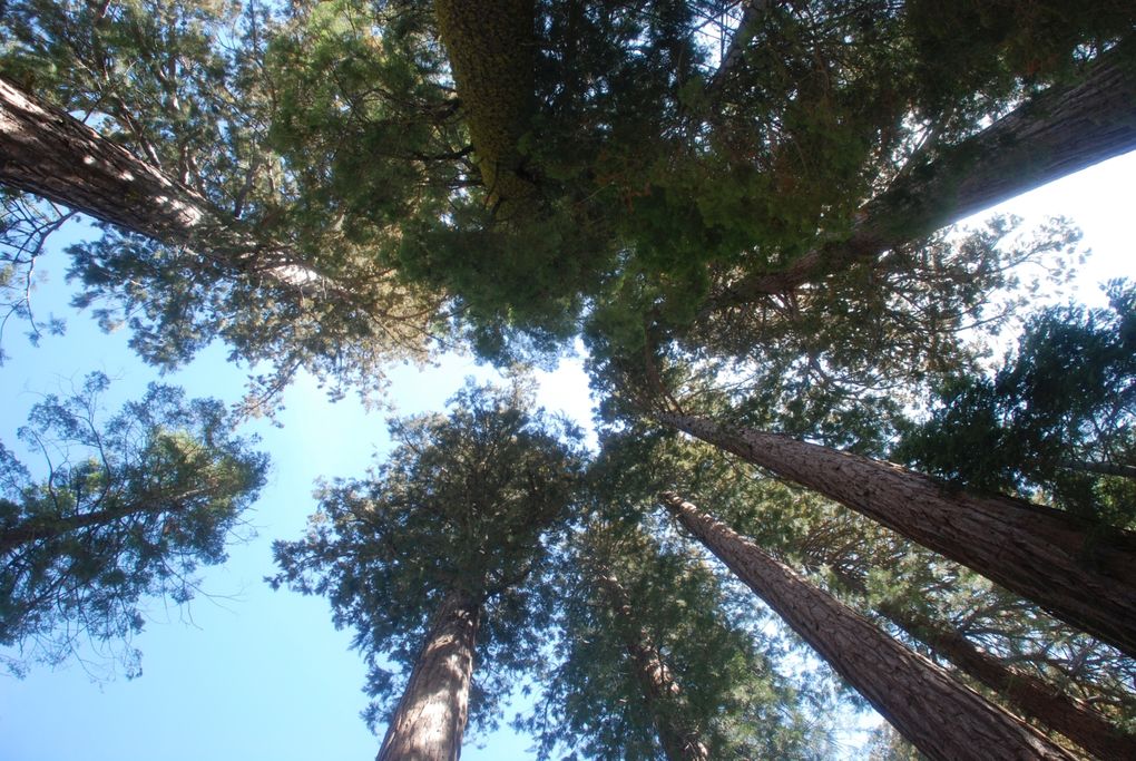 I. Lorenzen - Wipfeltreffen