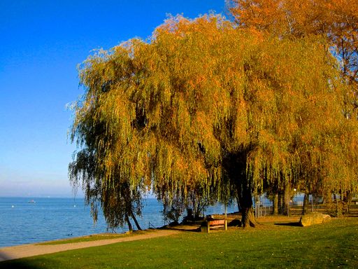 Trauerweide am Bodensee - Kh. Neidel