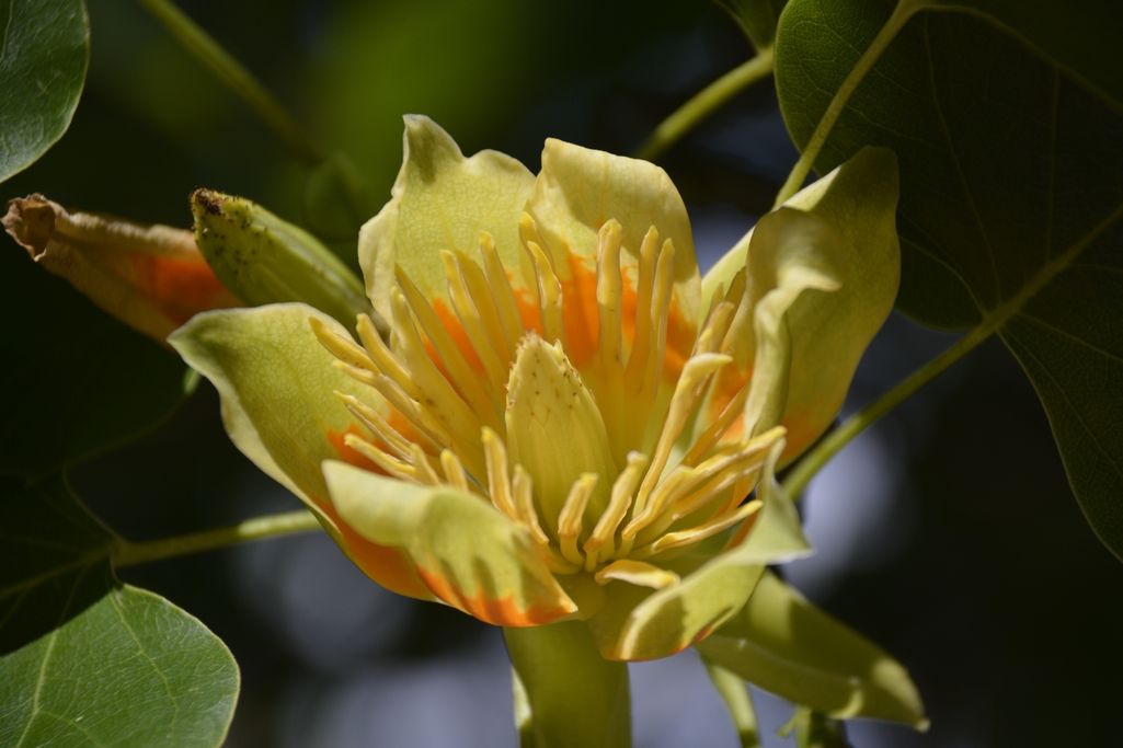 I. Lorenzen - Tulpenmagolienbaum