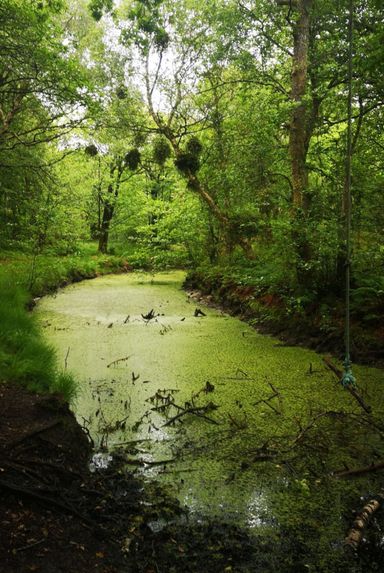 Grünes Wasser - A. Gnaß