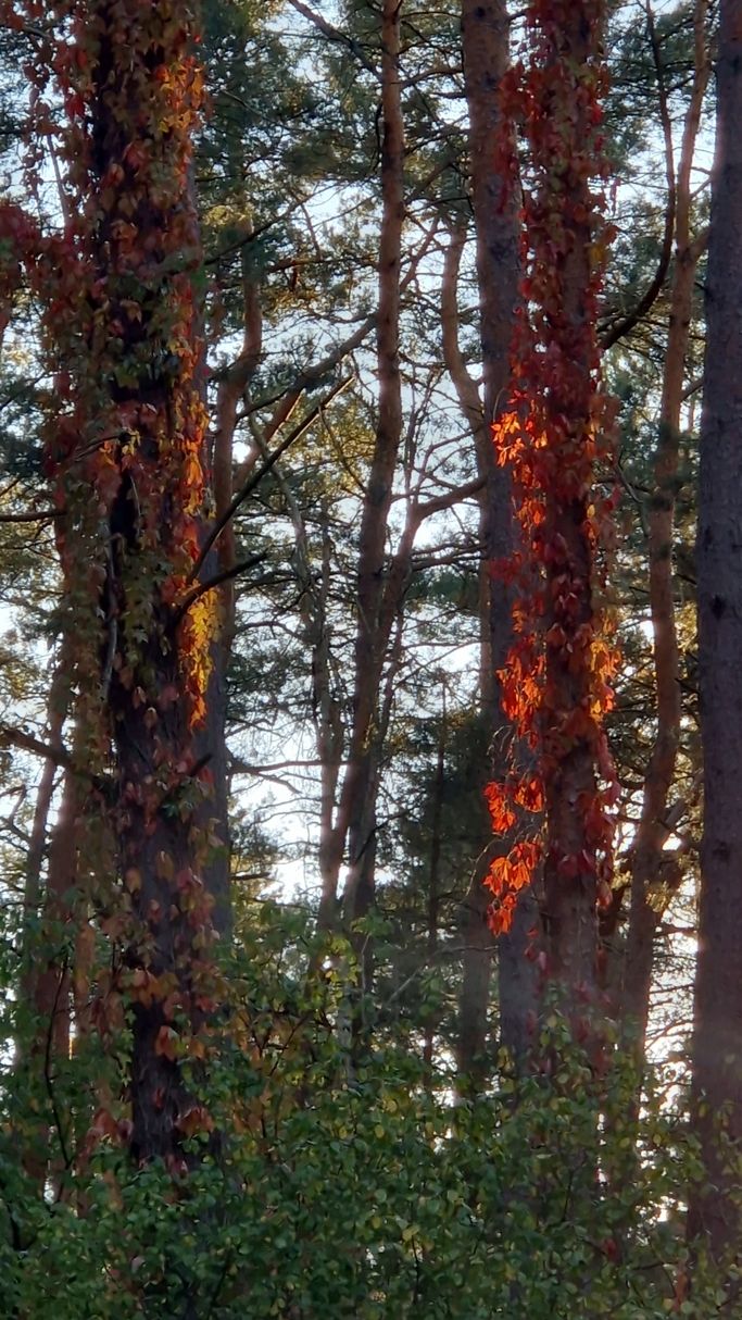 T. Jessen - In Flammen