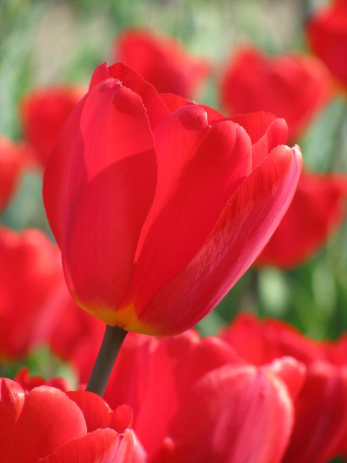 G. Buysen - rote Tulpen