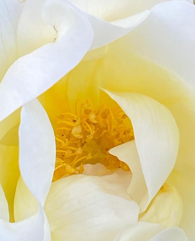 G. Buysen - Rose