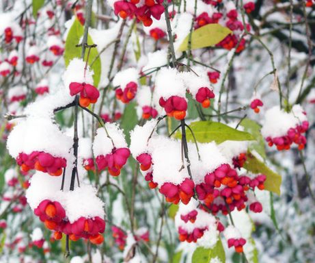 Kh. Neidel - Novemberschnee