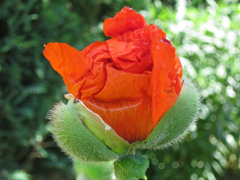 I. Lorenzen -  Aufgehender Mohn