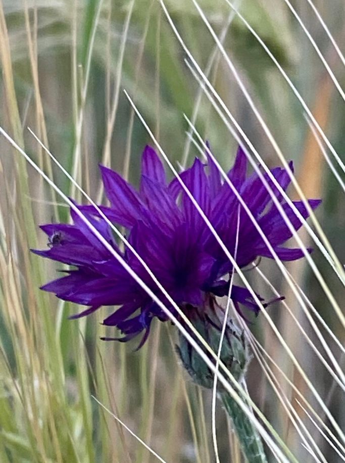 G. Buysen - Kornblume
