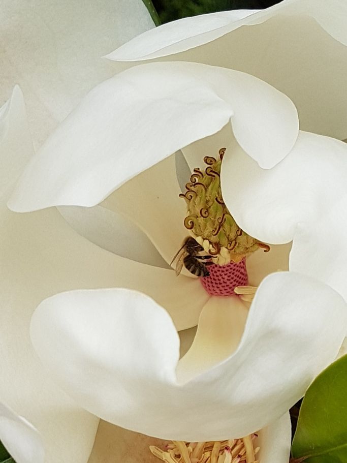 I. Lorenzen - Magnolienblüte