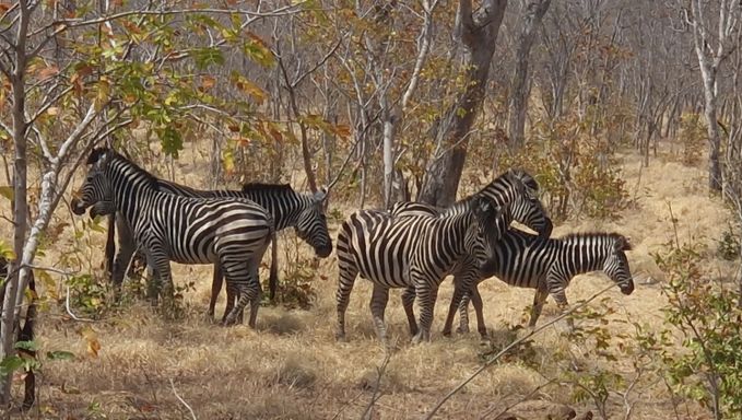 T. Jessen - lebendige Zebrastreifen