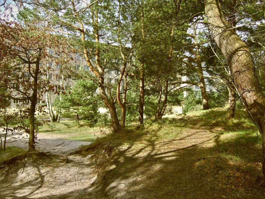 G. Miszewski - Waldblick Düne