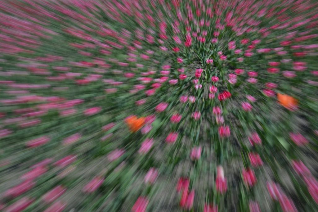 I. Lorenzen - Tulpenexperiment 2