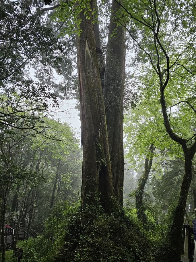 N. Glang - Waldriesen